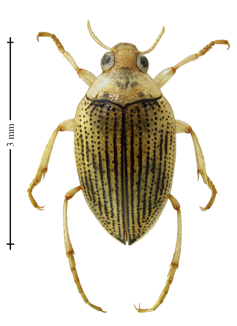 Haliplidae